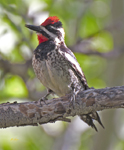 Red naped Sapsucker 3093